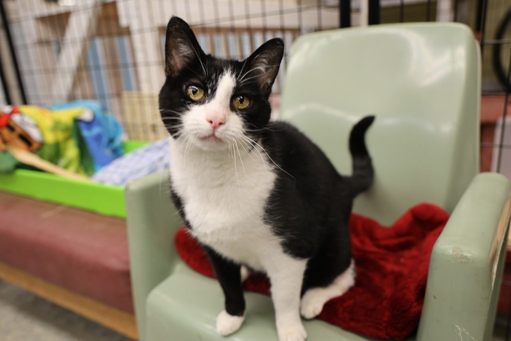 Arya, a Age unknown female adult cat available for adoption