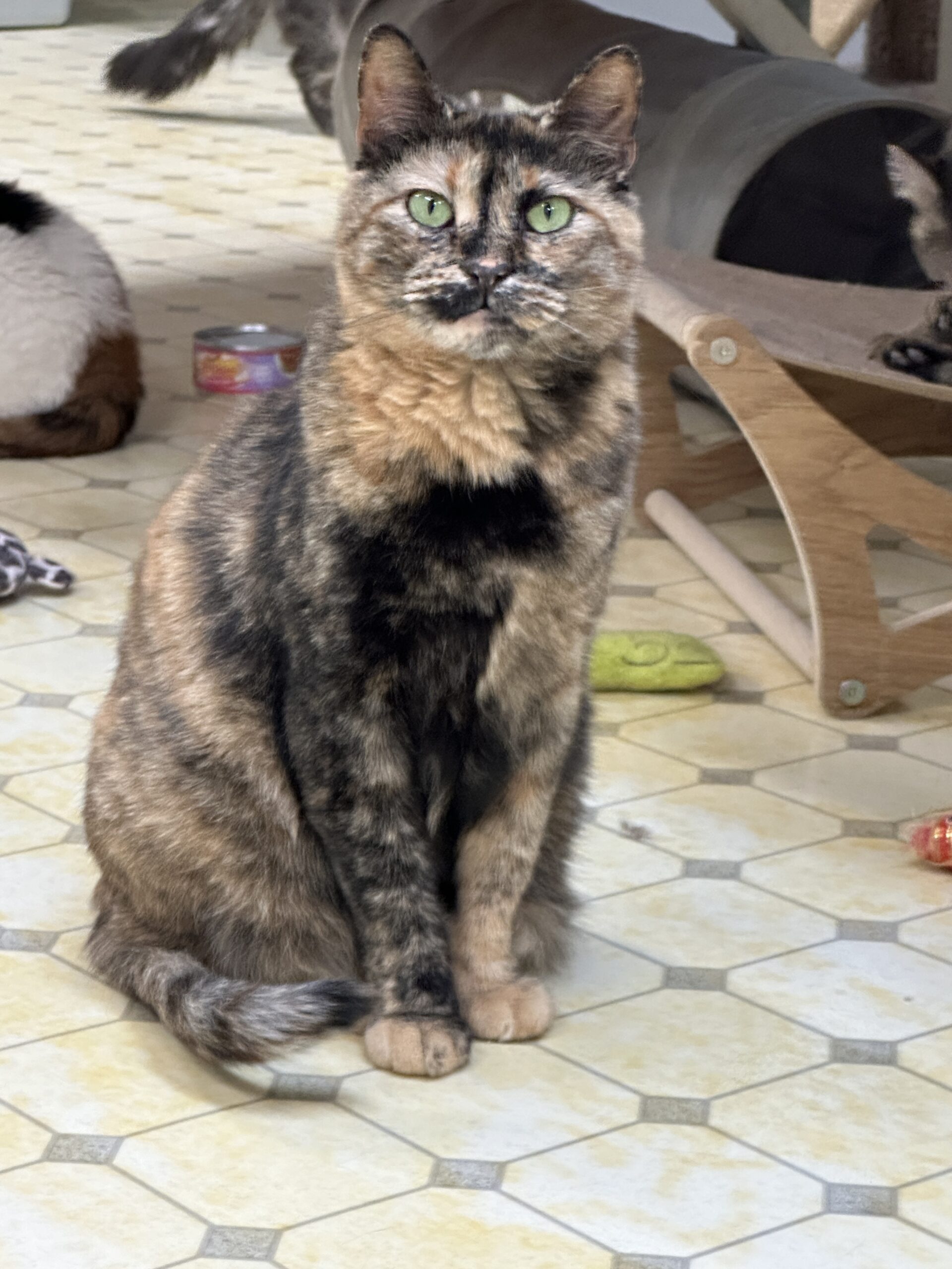 Alaina, a Age unknown female adult cat available for adoption