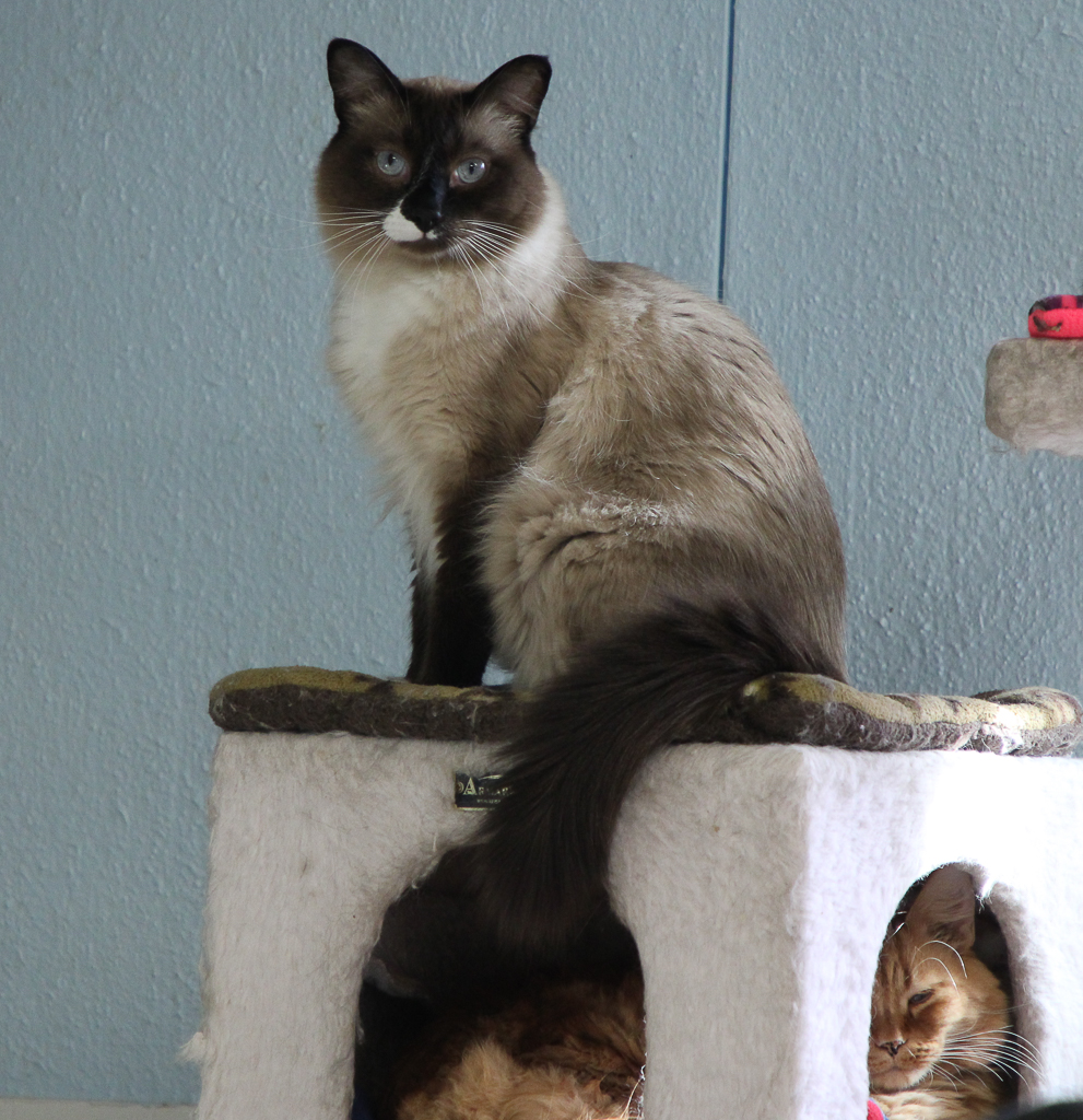Angus, a Age unknown female adult cat available for adoption