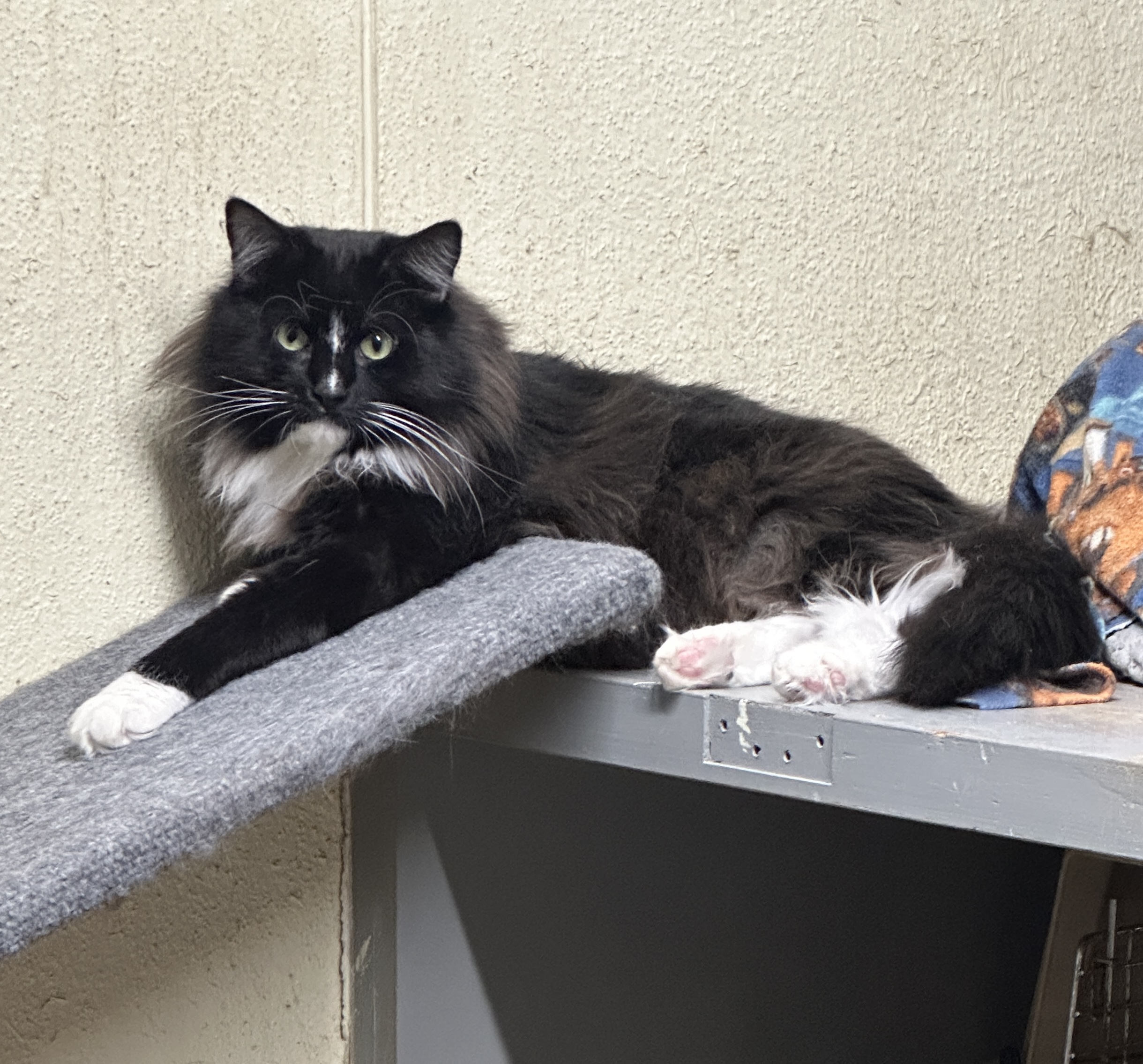 Arden and Nugget, a Age unknown female adult cat available for adoption