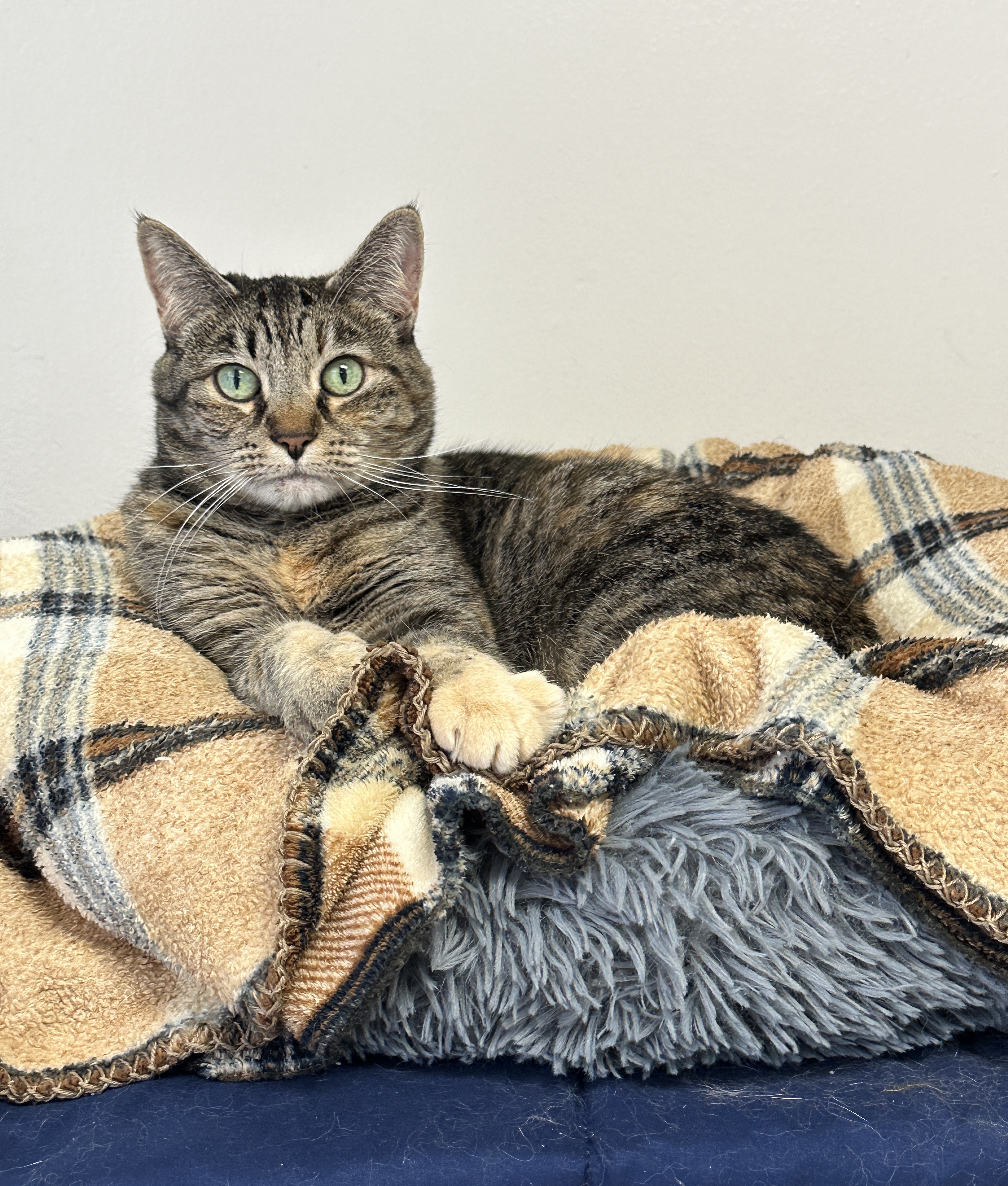 Barnaby, a brown tabby cat and longest shelter resident, sitting patiently in his shelter space with a 'Longest Resident' sign nearby