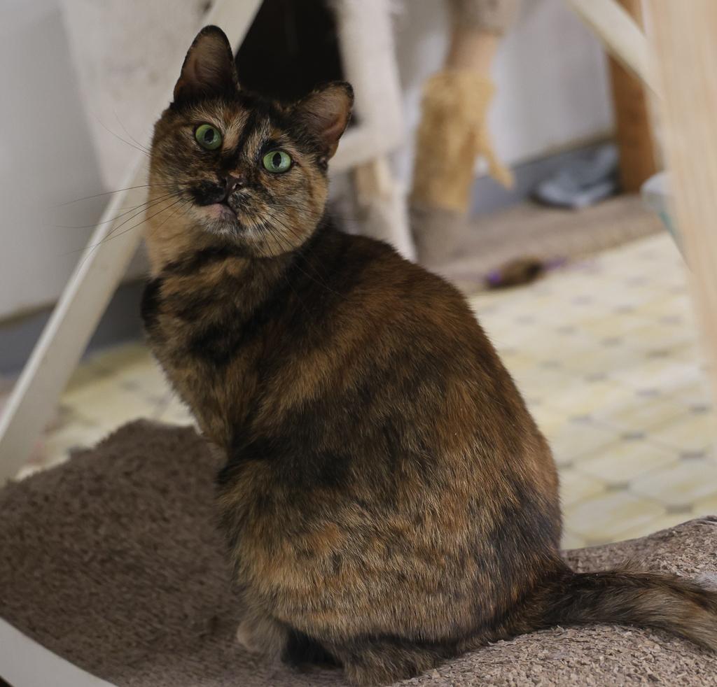Alaina, a Age unknown female adult cat available for adoption