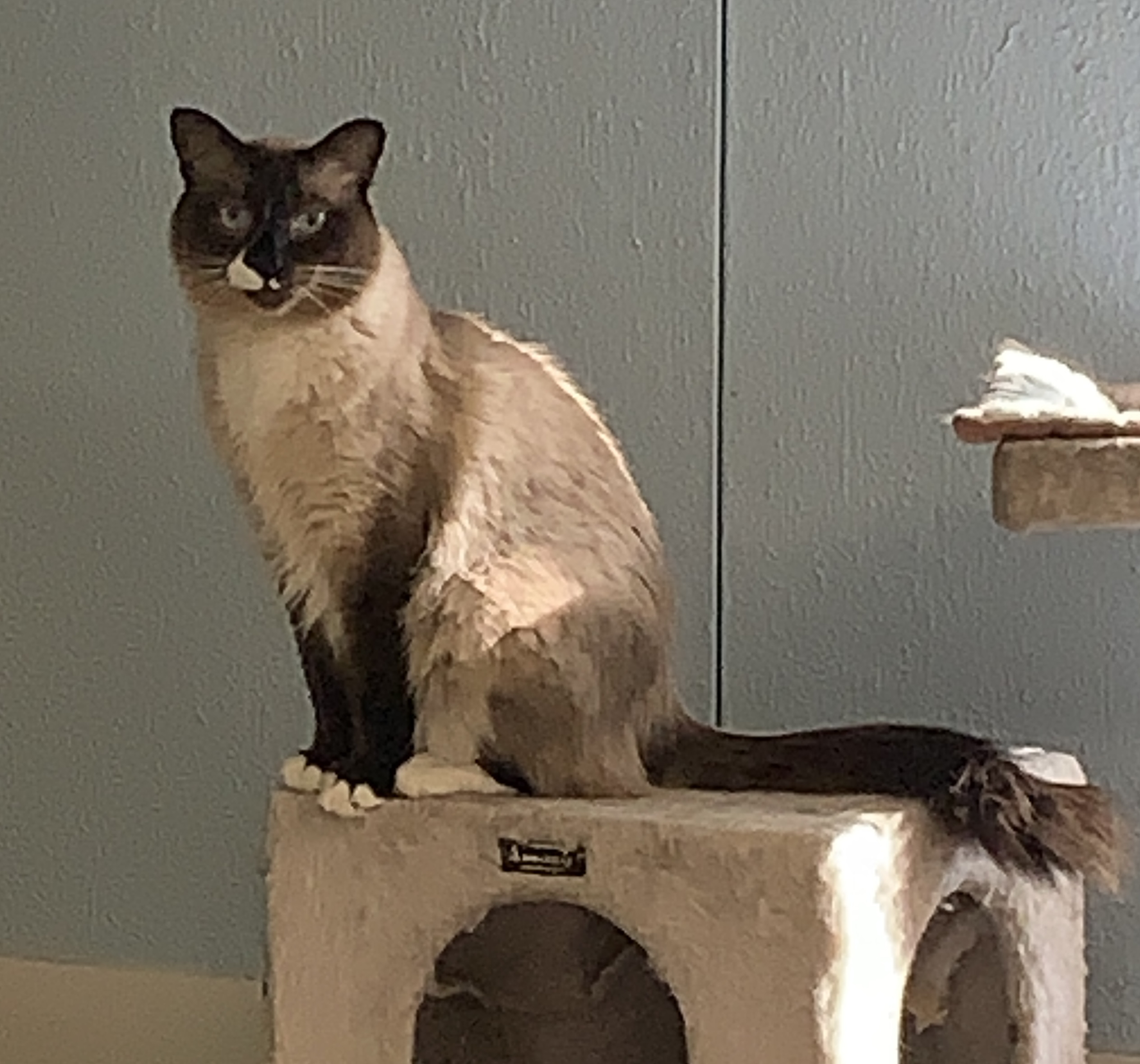 Angus, a Age unknown female adult cat available for adoption