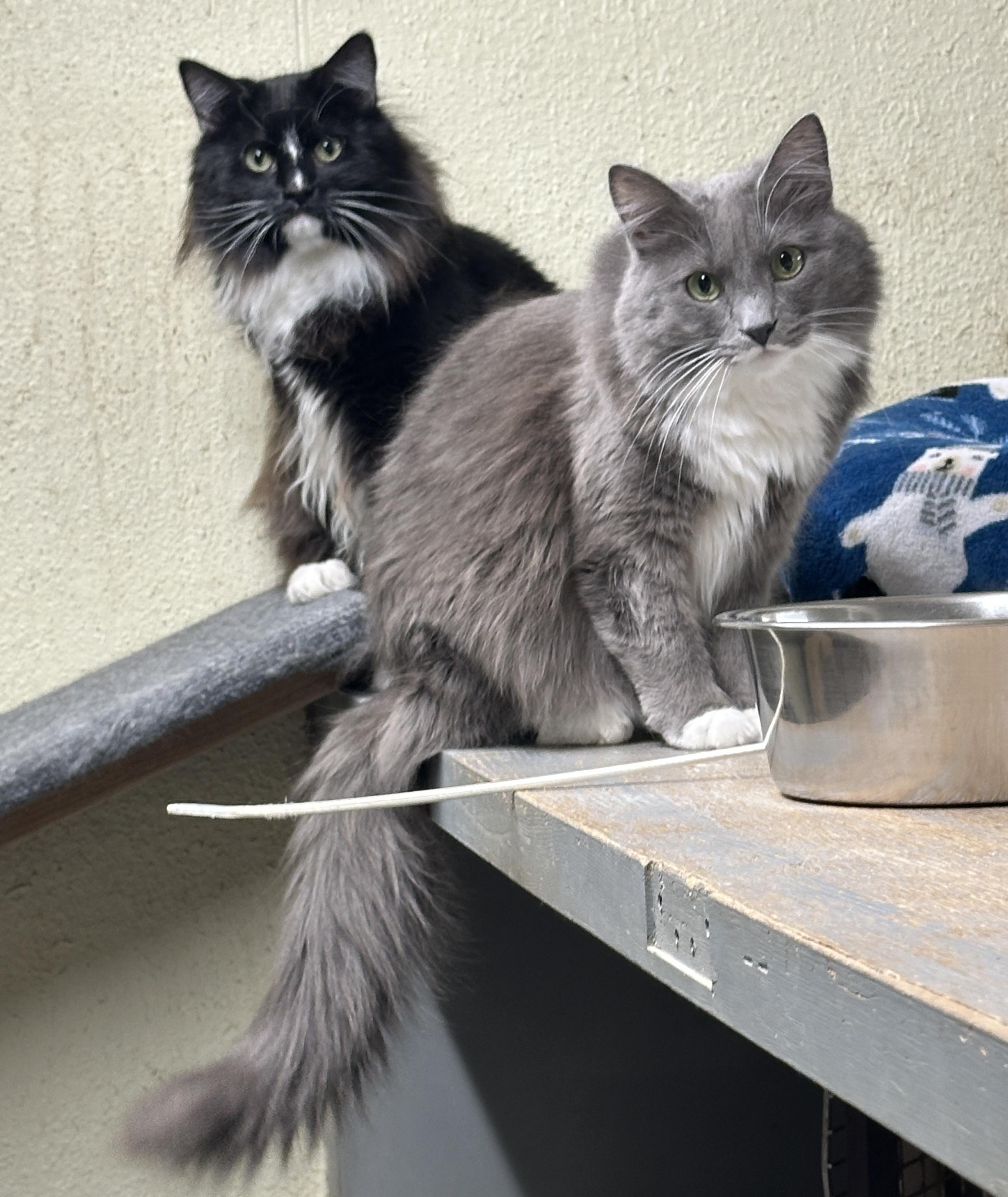 Arden, a 2 years old (DOB: April 23, 2023) male adult cat available for adoption