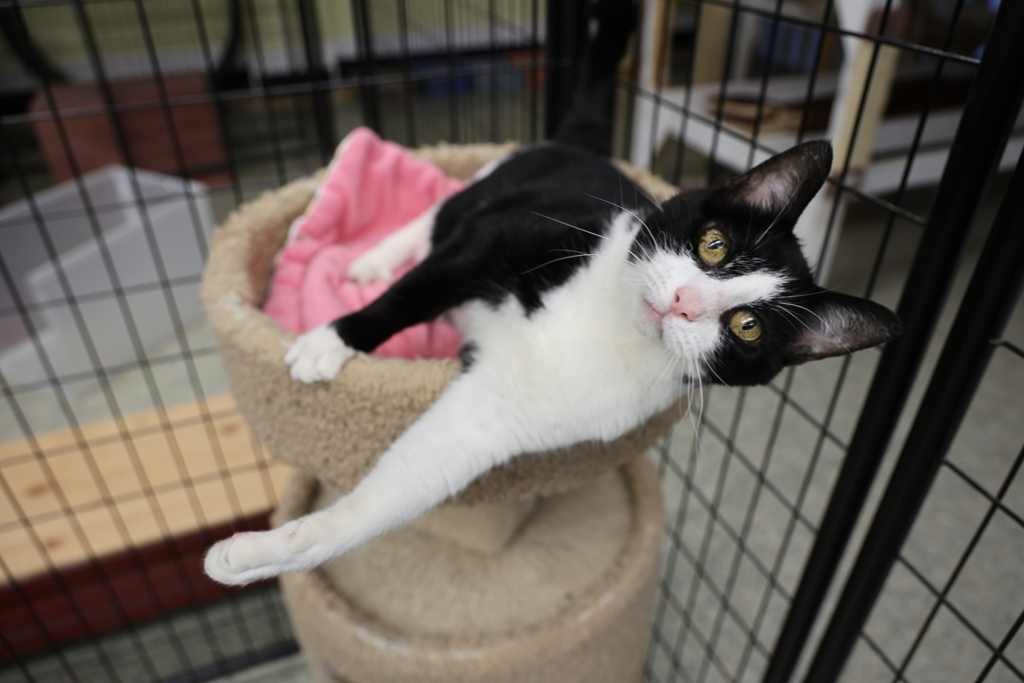 Arya, a Age unknown female adult cat available for adoption