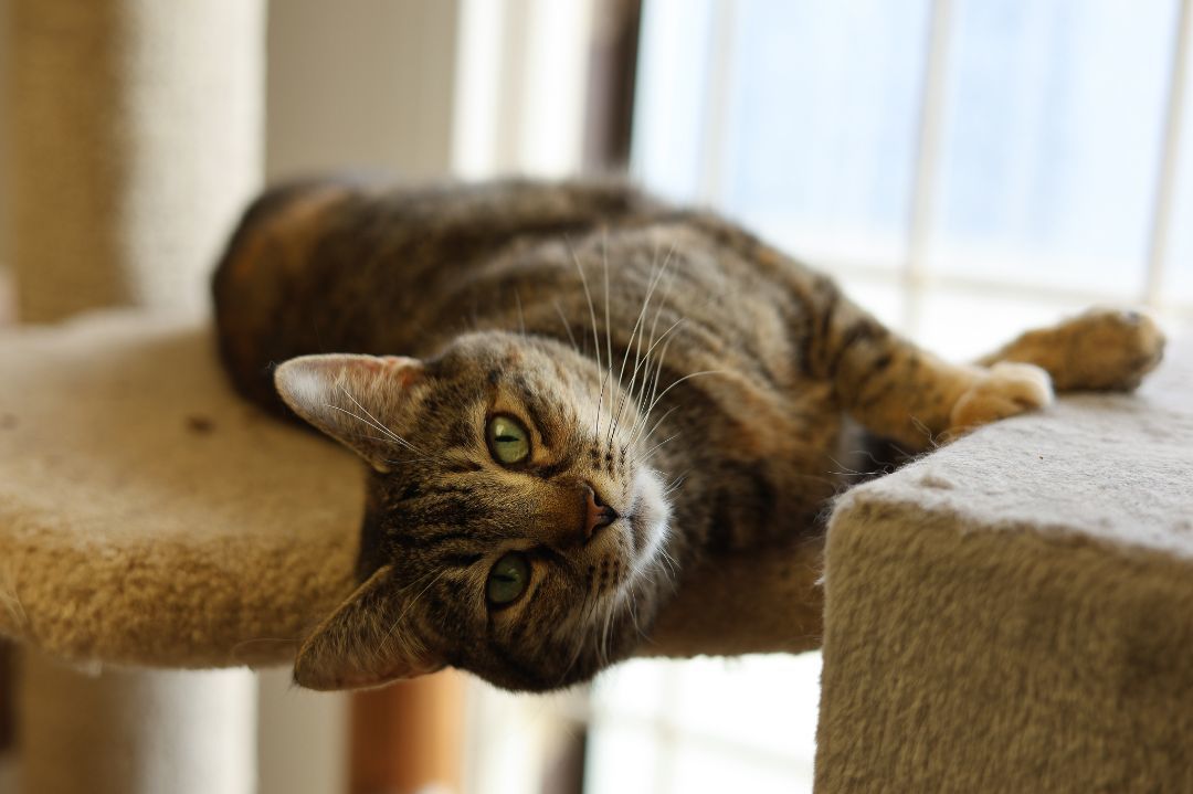 Simba, a sweet torbie cat and long-stay resident at Alaska Humane Society