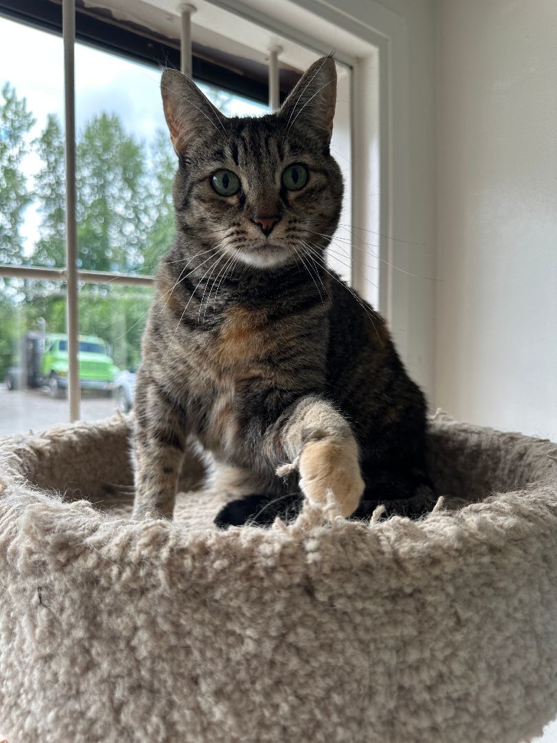 Simba 2