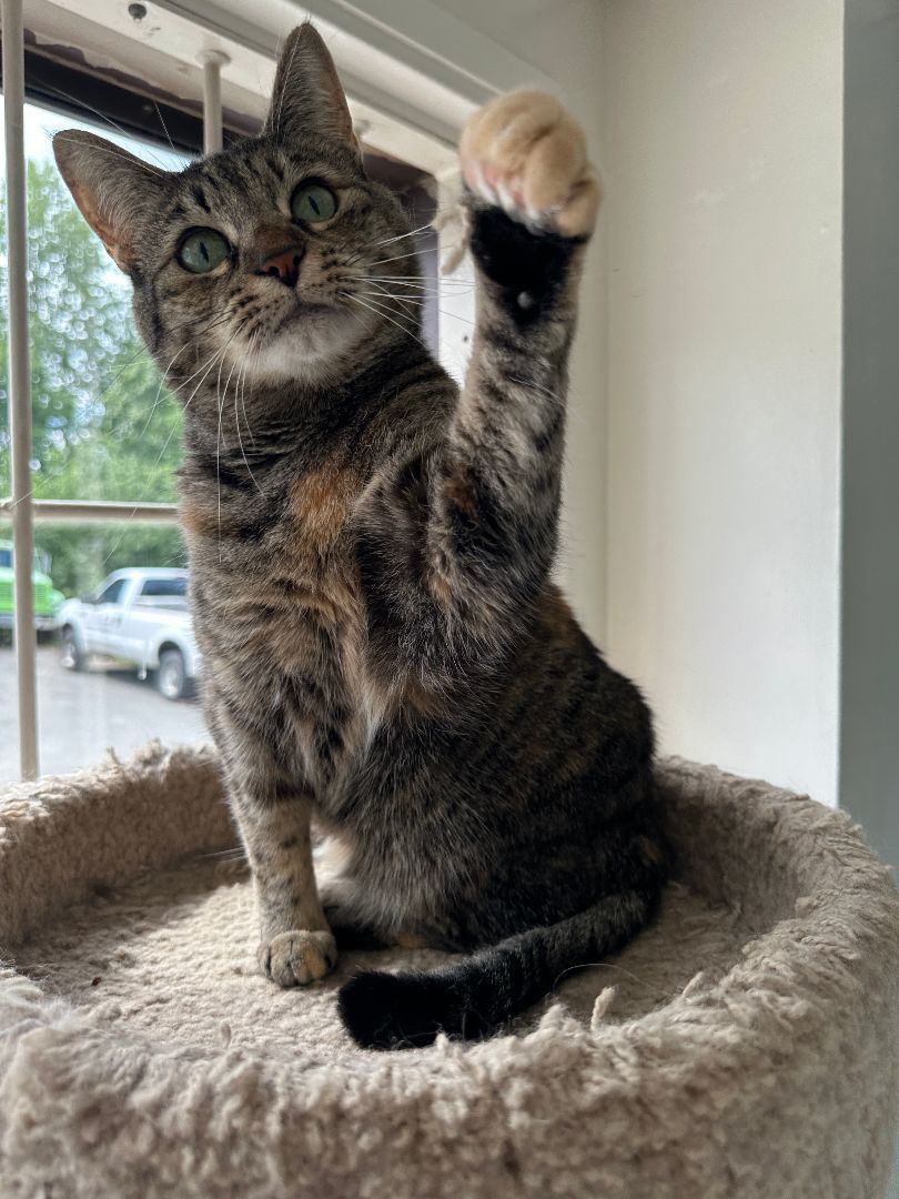 Simba 3