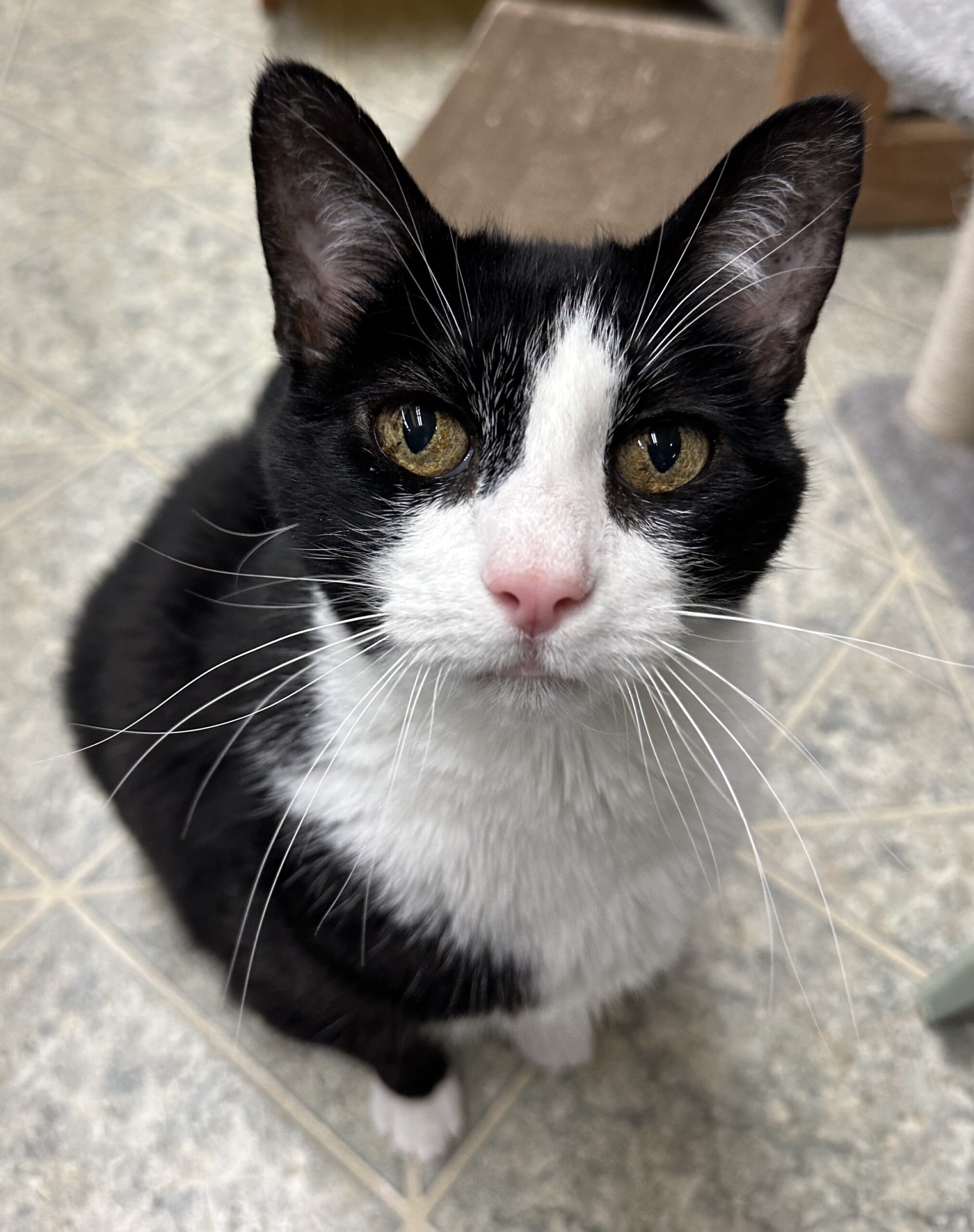 Inside the Alaska Humane Society open-concept shelter room — cats roaming freely on cat trees, wall shelves, and soft beds with natural light streaming through large windows